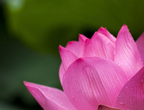 Yoga Sutra – Lezione 12